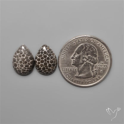Stingray Black Fossil Corals Pair