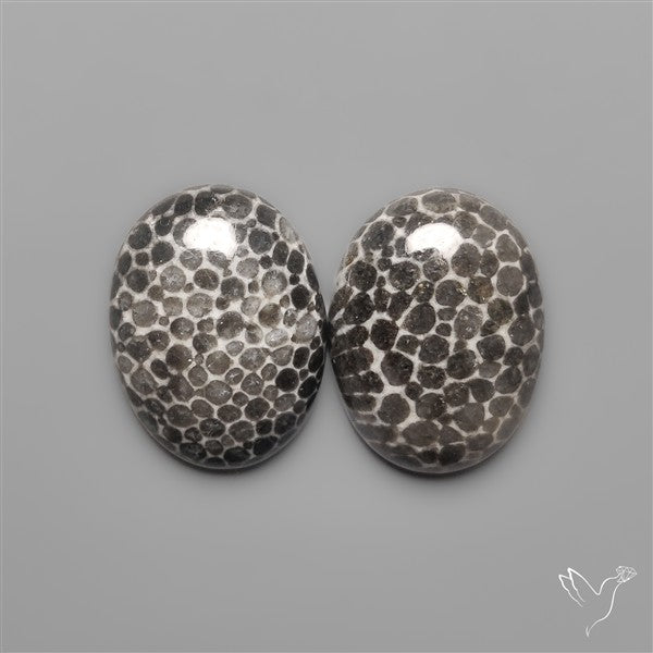 Stingray Black Fossil Corals Pair