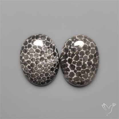 Stingray Black Fossil Corals Pair