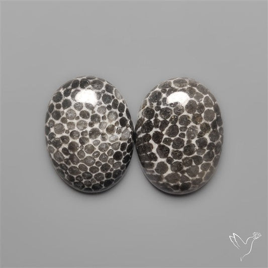 Stingray Black Fossil Corals Pair
