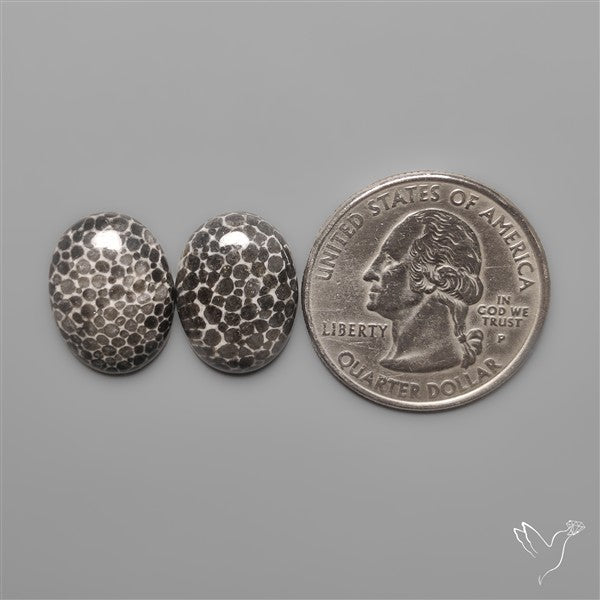Stingray Black Fossil Corals Pair