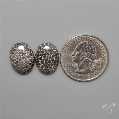 Stingray Black Fossil Corals Pair