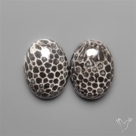 Stingray Black Fossil Corals Pair