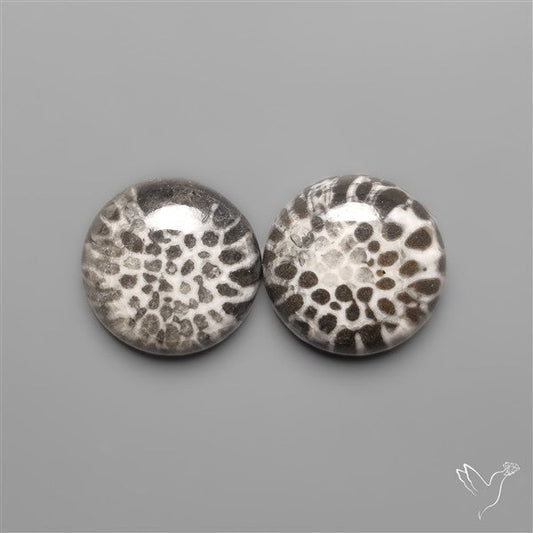 Stingray Black Fossil Corals Pair