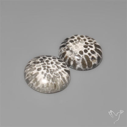 Stingray Black Fossil Corals Pair