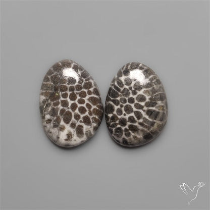 Stingray Black Fossil Corals Pair