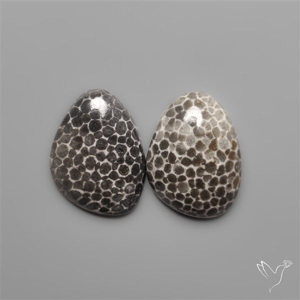 Stingray Black Fossil Corals Pair