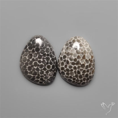 Stingray Black Fossil Corals Pair