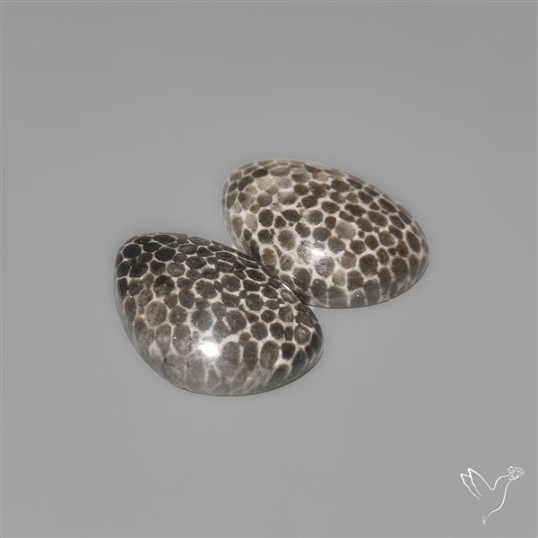 Stingray Black Fossil Corals Pair