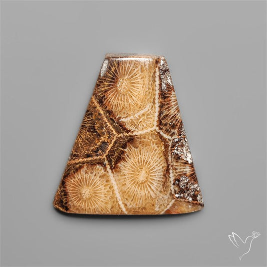 Moroccan Fossil Coral Cabochon