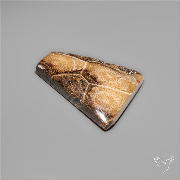 Moroccan Fossil Coral Cabochon