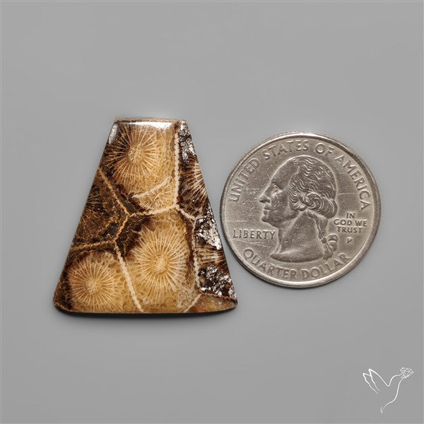 Moroccan Fossil Coral Cabochon