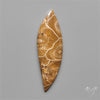 Moroccan Fossil Coral Cabochon