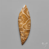 Moroccan Fossil Coral Cabochon