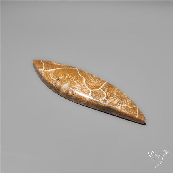 Moroccan Fossil Coral Cabochon