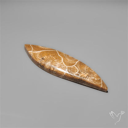Moroccan Fossil Coral Cabochon