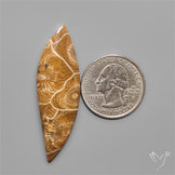 Moroccan Fossil Coral Cabochon
