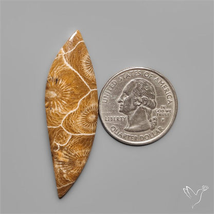 Moroccan Fossil Coral Cabochon