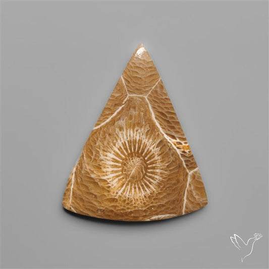 Moroccan Fossil Coral Cabochon