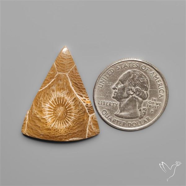 Moroccan Fossil Coral Cabochon