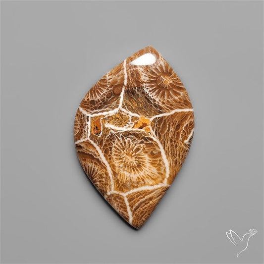 Moroccan Fossil Coral Cabochon
