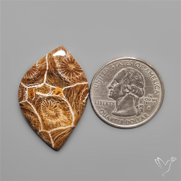 Moroccan Fossil Coral Cabochon