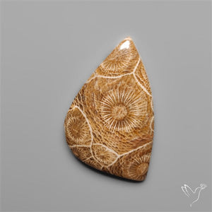 Moroccan Fossil Coral Cabochon