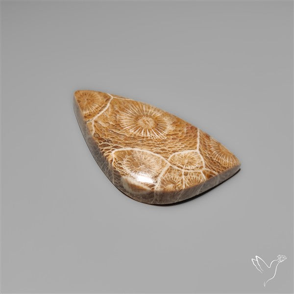 Moroccan Fossil Coral Cabochon
