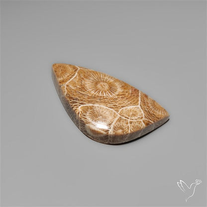 Moroccan Fossil Coral Cabochon