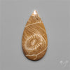 Moroccan Fossil Coral Cabochon