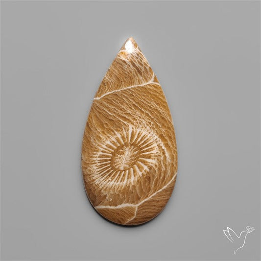 Moroccan Fossil Coral Cabochon