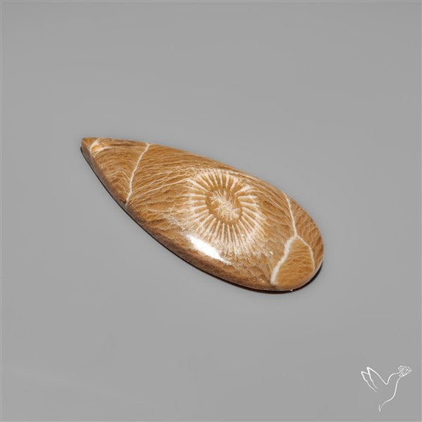 Moroccan Fossil Coral Cabochon