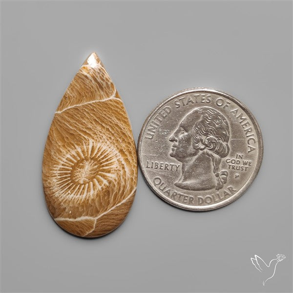 Moroccan Fossil Coral Cabochon