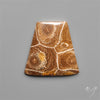 Moroccan Fossil Coral Cabochon