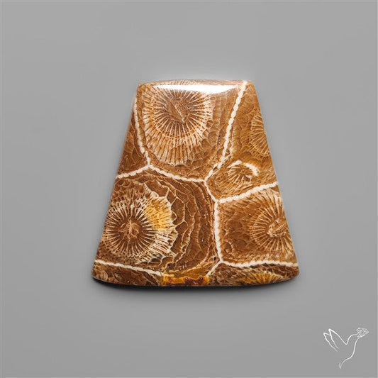 Moroccan Fossil Coral Cabochon