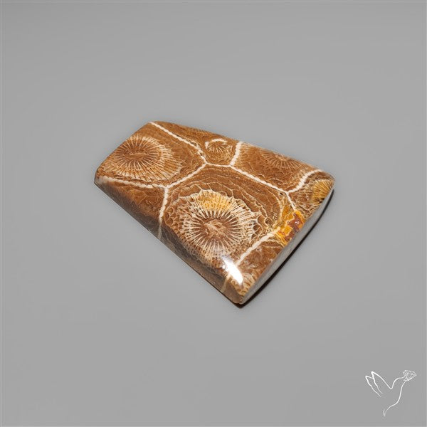 Moroccan Fossil Coral Cabochon