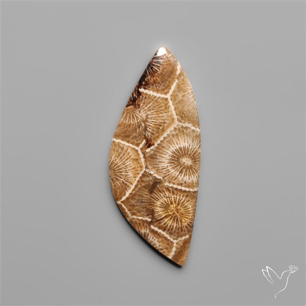 Moroccan Fossil Coral Cabochon