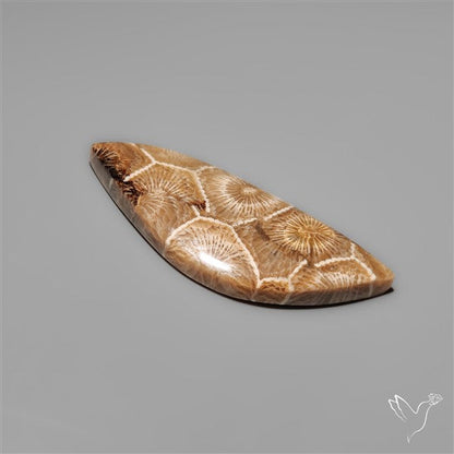 Moroccan Fossil Coral Cabochon