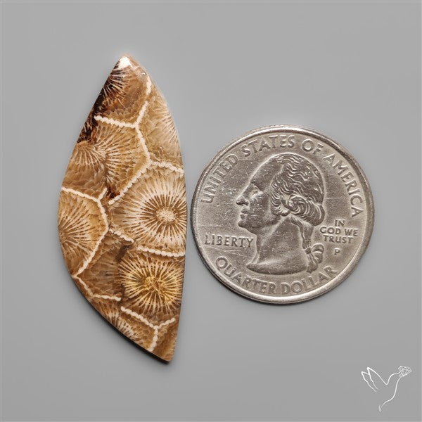 Moroccan Fossil Coral Cabochon