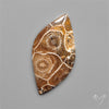 Moroccan Fossil Coral Cabochon