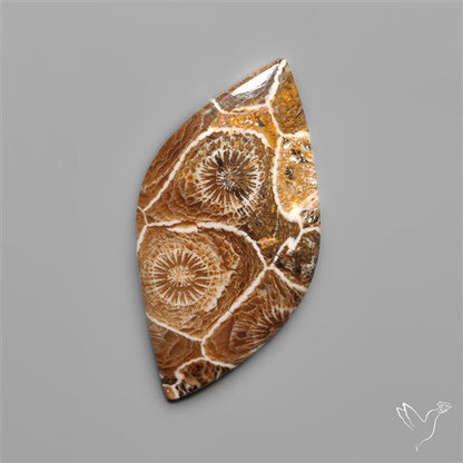 Moroccan Fossil Coral Cabochon