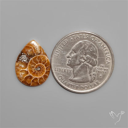 Fossilized Ammonite Cabochon Small