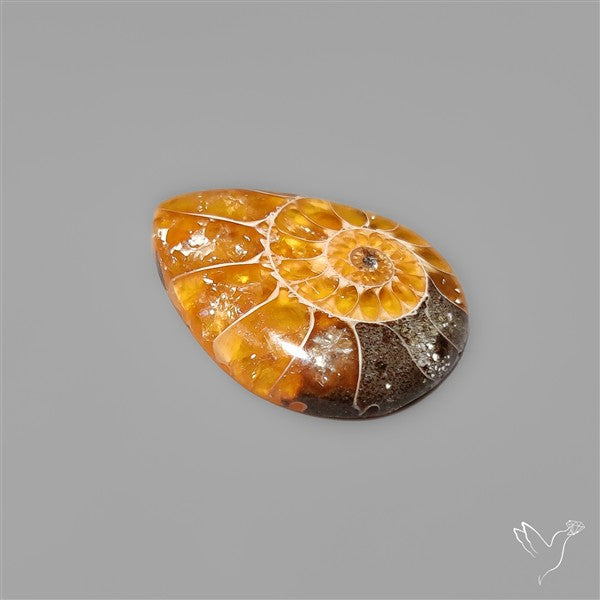 Fossilized Ammonite Cabochon Small