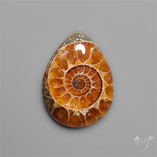Fossilized Ammonite Cabochon Small