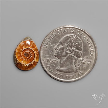 Fossilized Ammonite Cabochon Small
