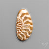 Fossilized Suture Ammonite Cabochon Small