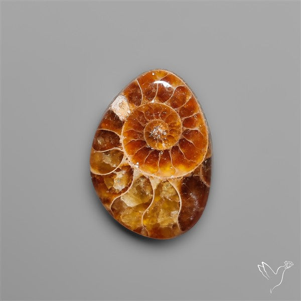 Fossilized Ammonite Cabochon Small