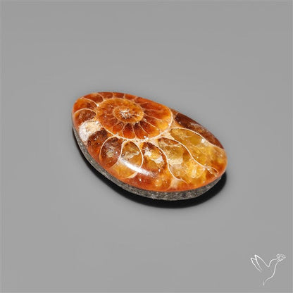 Fossilized Ammonite Cabochon Small