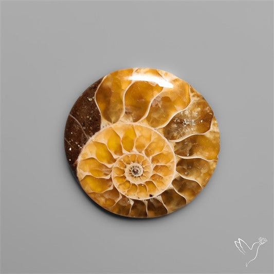 Fossilized Ammonite Cabochon Small