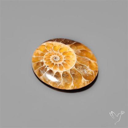 Fossilized Ammonite Cabochon Small